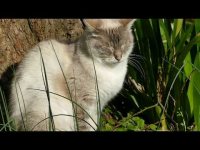 Chats en Méditation et chants d'oiseaux dans le jardi